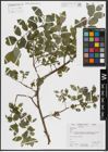 Foto von Salix caprea L.